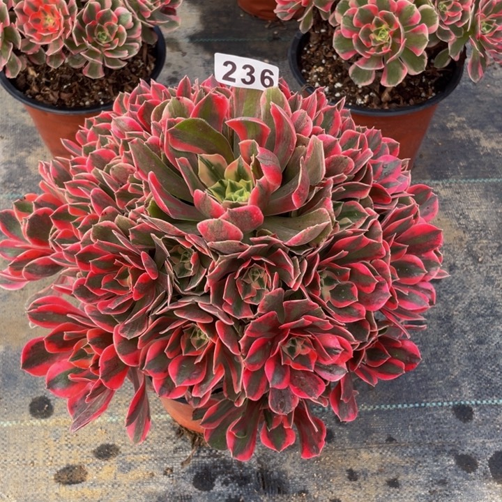 236老庄多肉法师女妖