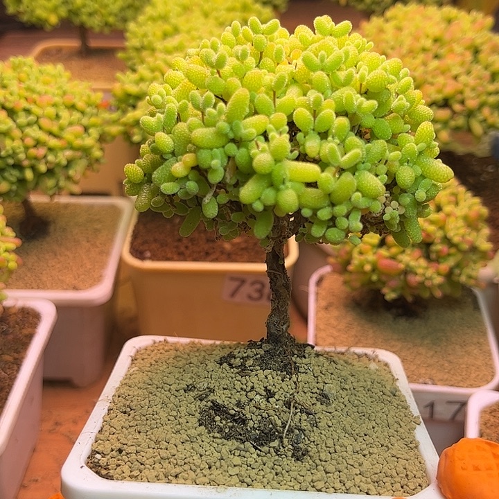 无花朵784金桔糖球