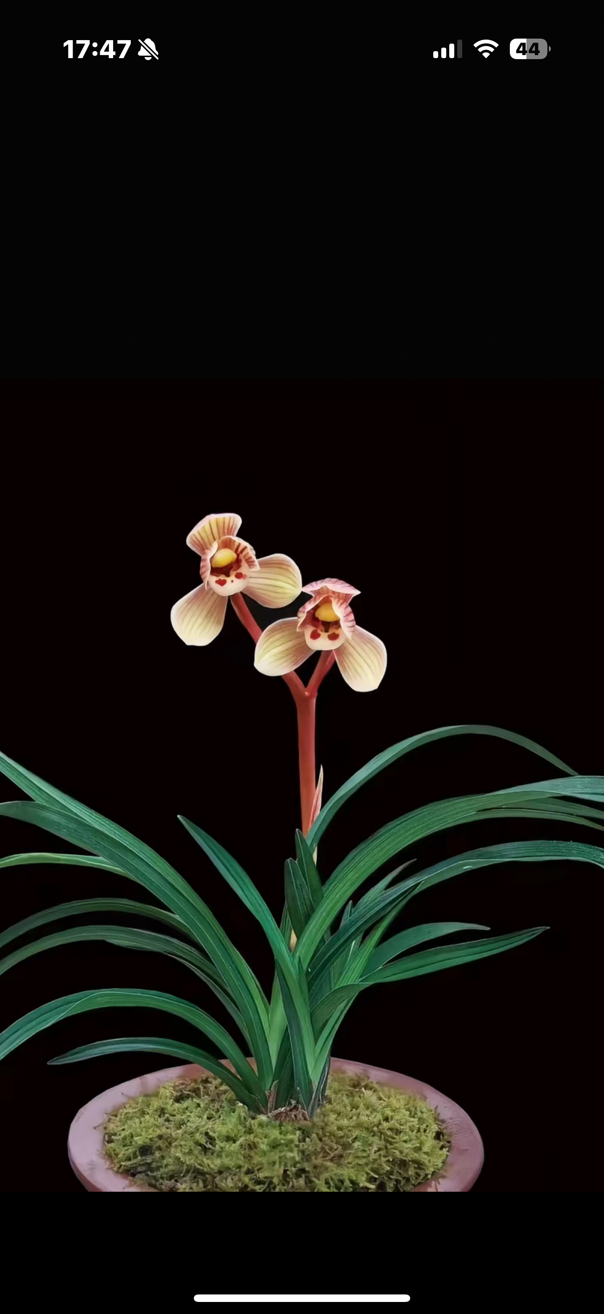 莲瓣兰红色荷瓣浓香型矮种绿植高档兰花室内一物一拍