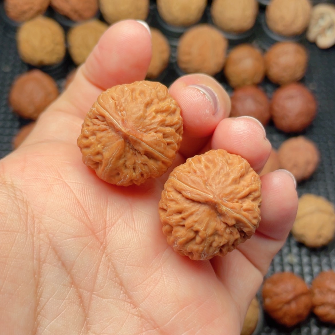 【闪购商品】把件文玩核桃圆宝