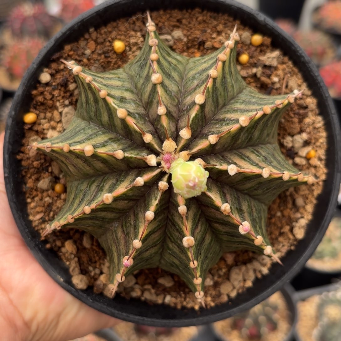 泰系乌贼米哈仙人球38