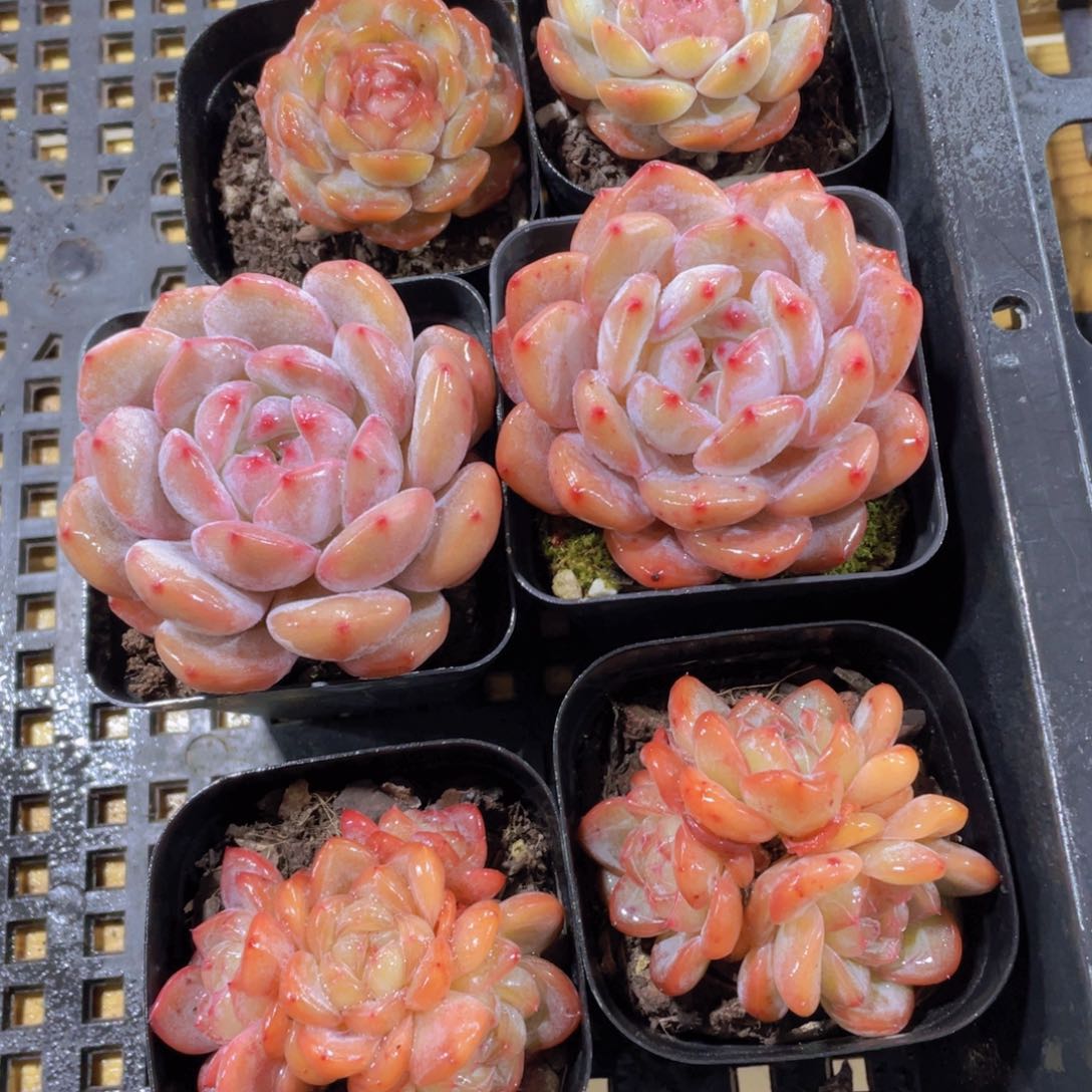 969号 红色恋人加仙女橙加星星珍妮