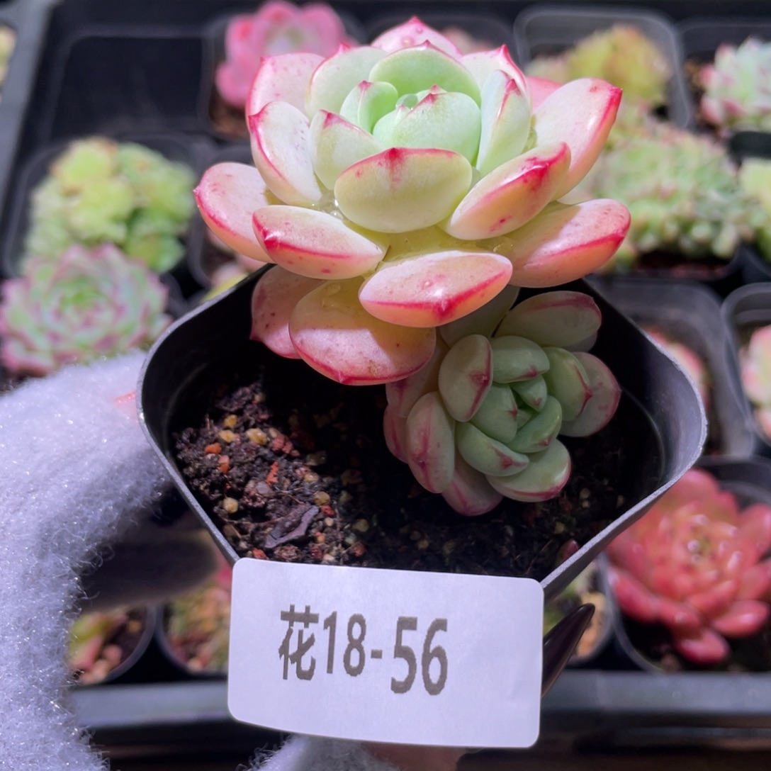 花利美18-56香草带仔