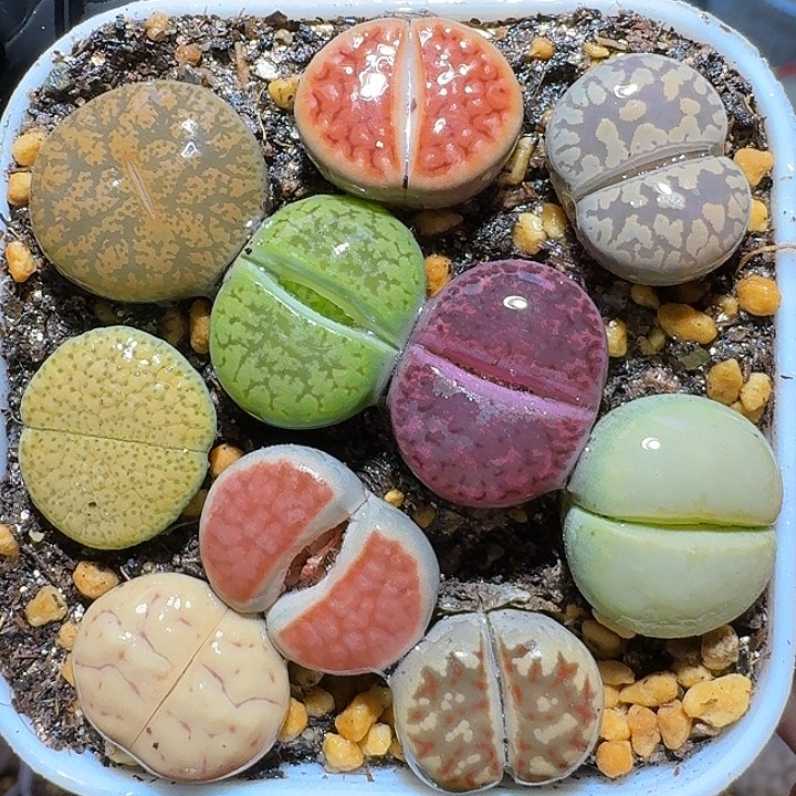 生石花11111。  202