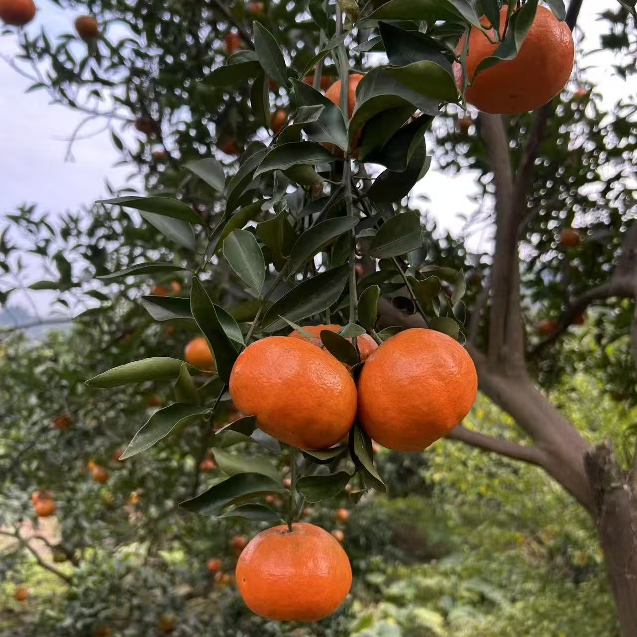 四川正宗古树红橘  薄皮柑 大红袍