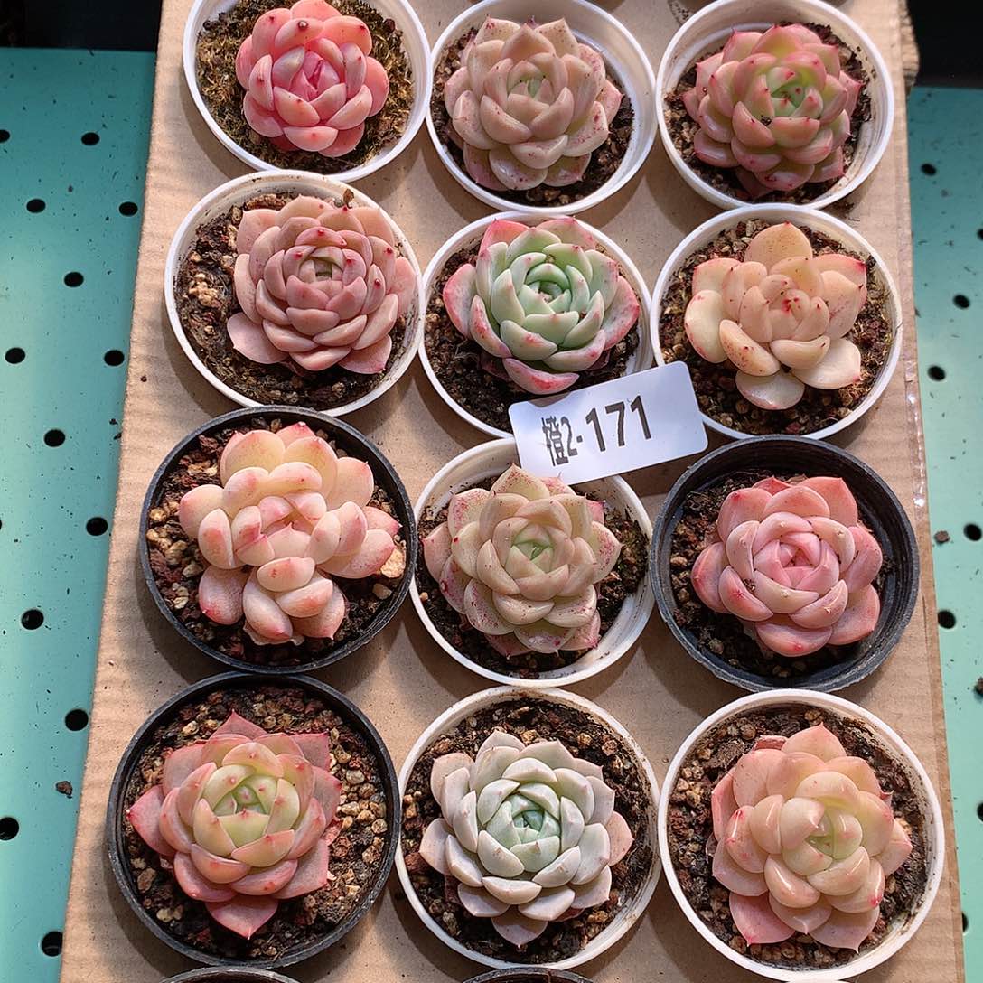 2-171一物一拍带盆18颗