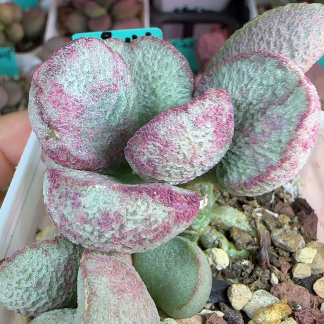 无花朵实生编号046母本