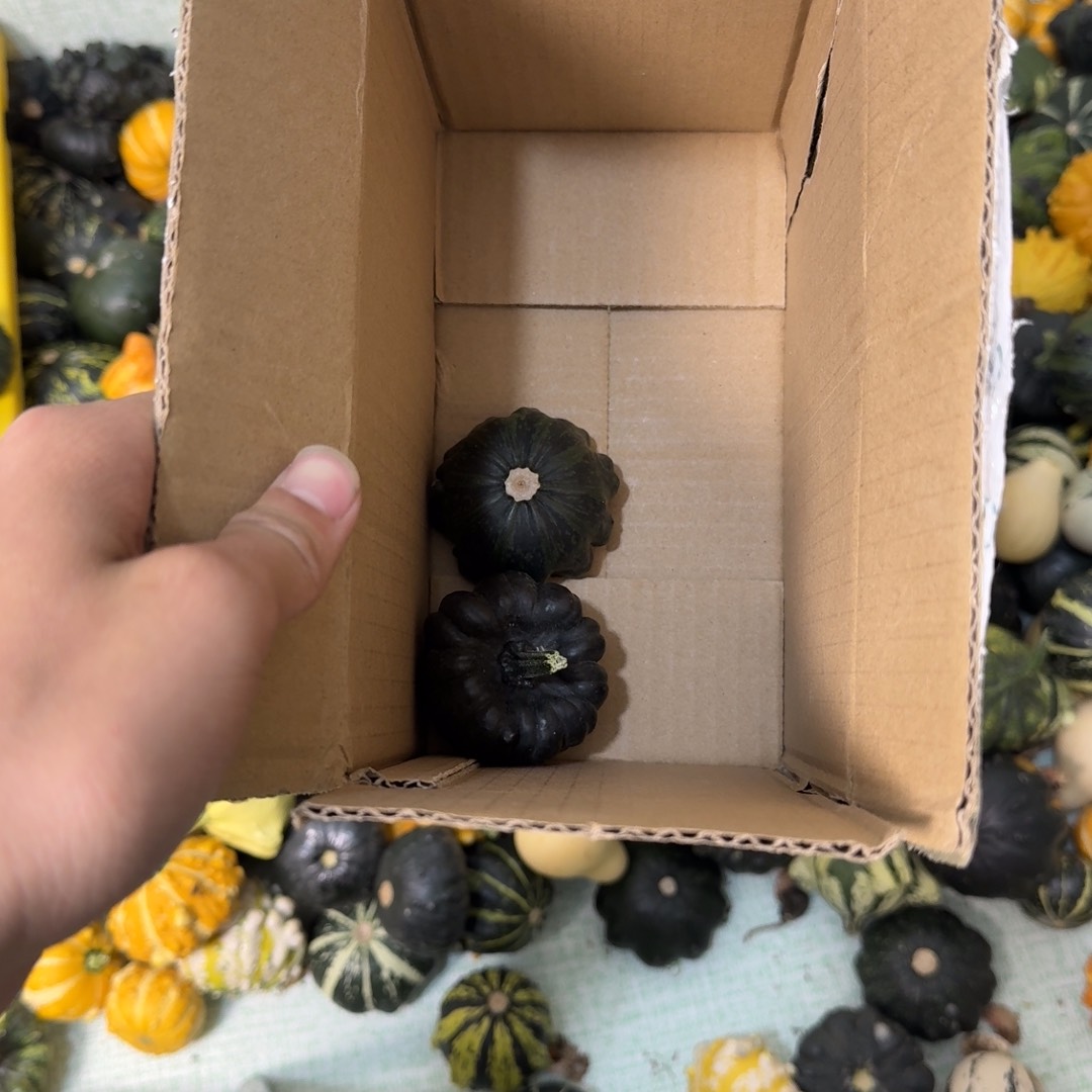 万***到墨西哥七彩疙瘩葫芦