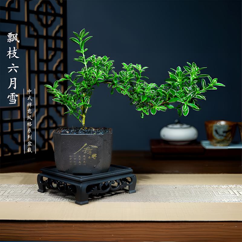 六月雪盆栽悬崖飘枝造型阳台办公室内桌面吸甲醛四季好养易活花卉