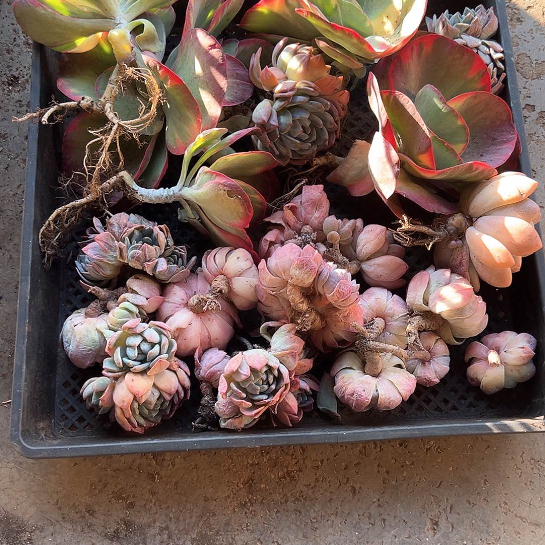 回***归多肉植物一物一拍不售后