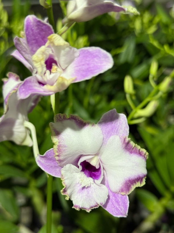 卡娜【秋石斛】变色粉白色大花好养花期长 云南鲜花绿植