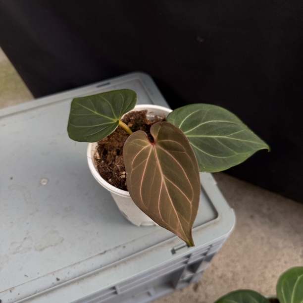 进口kos 养定花烛热植 