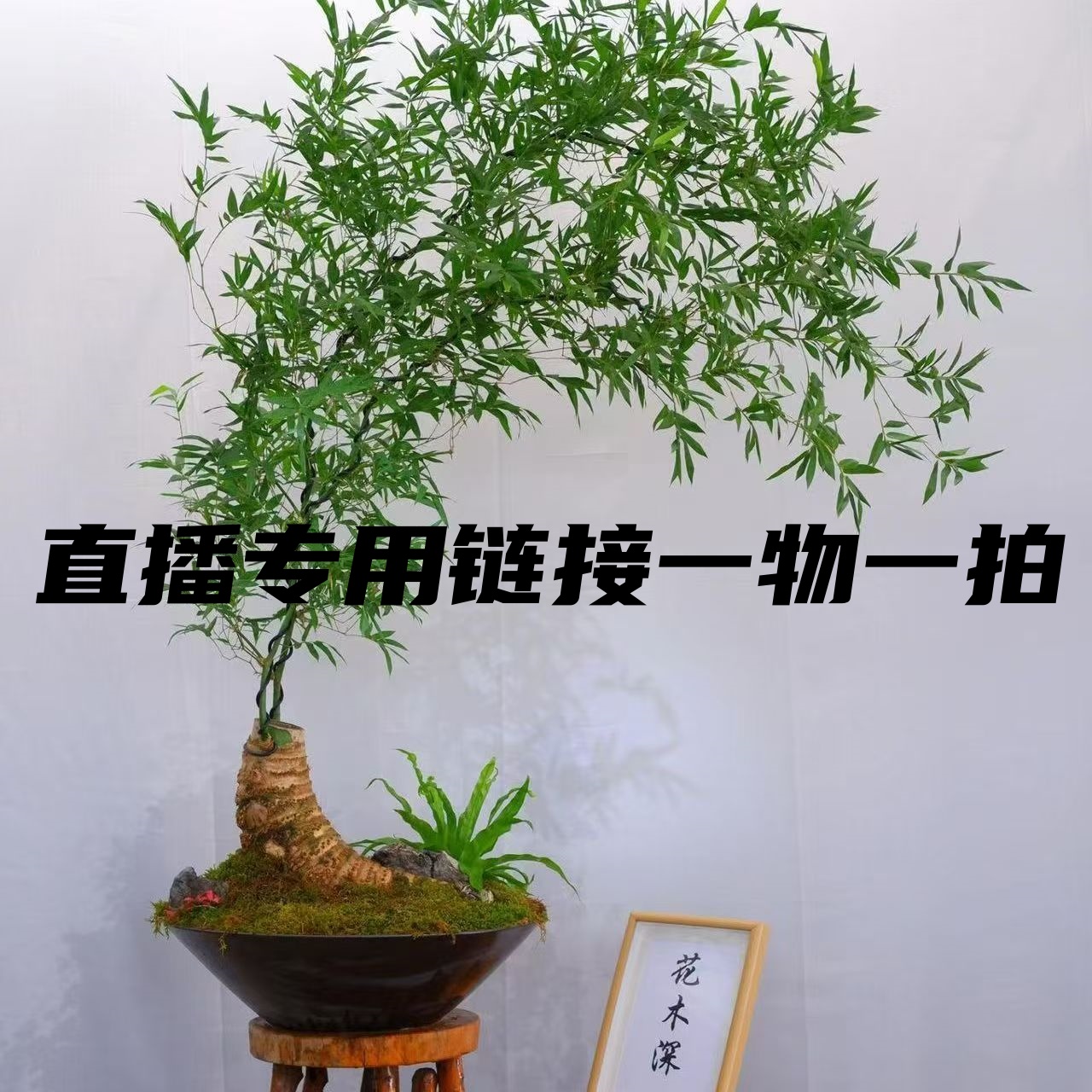 小叶簕竹室内桌面绿植花卉好养上档次适合办公室客厅