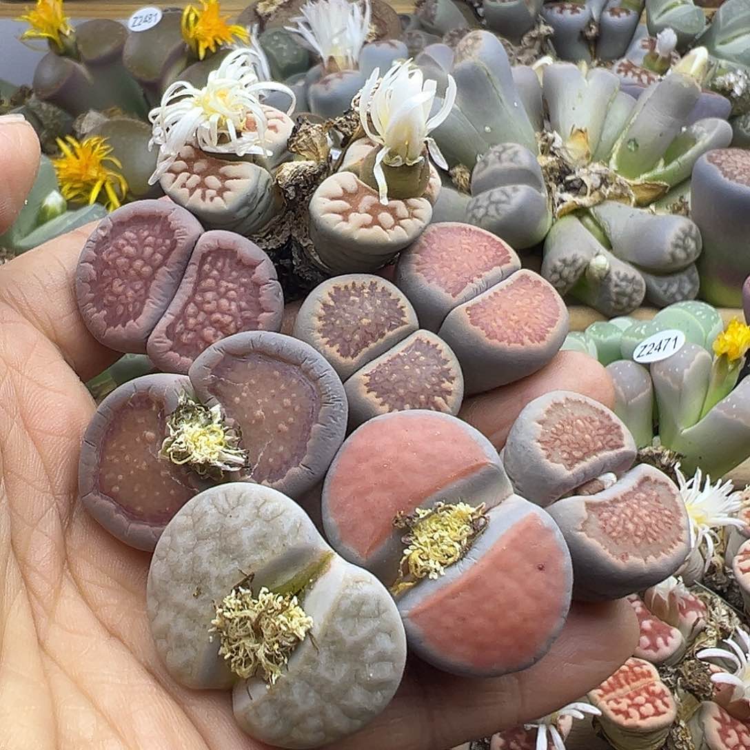 2484 生石花清货福利炸不售后