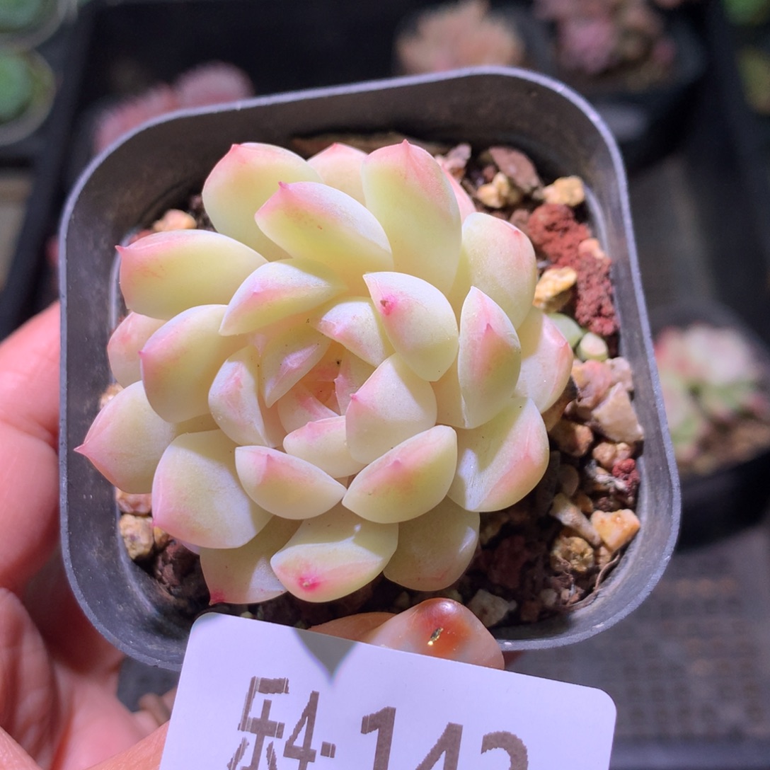 乐然 4-142 明月心 不包整