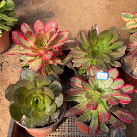 302多肉植物组合