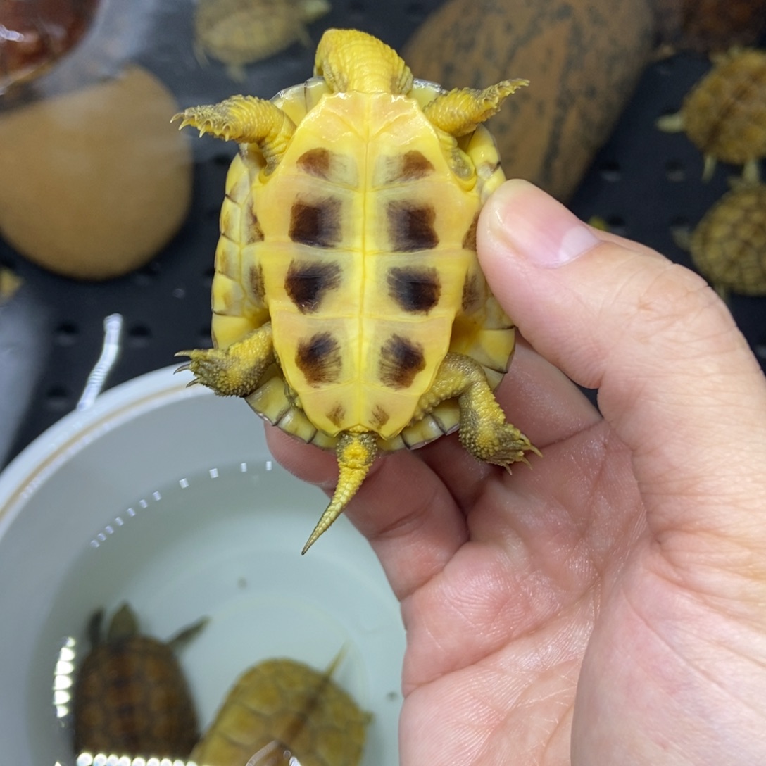 女***皇绿毛龟不分公母小青