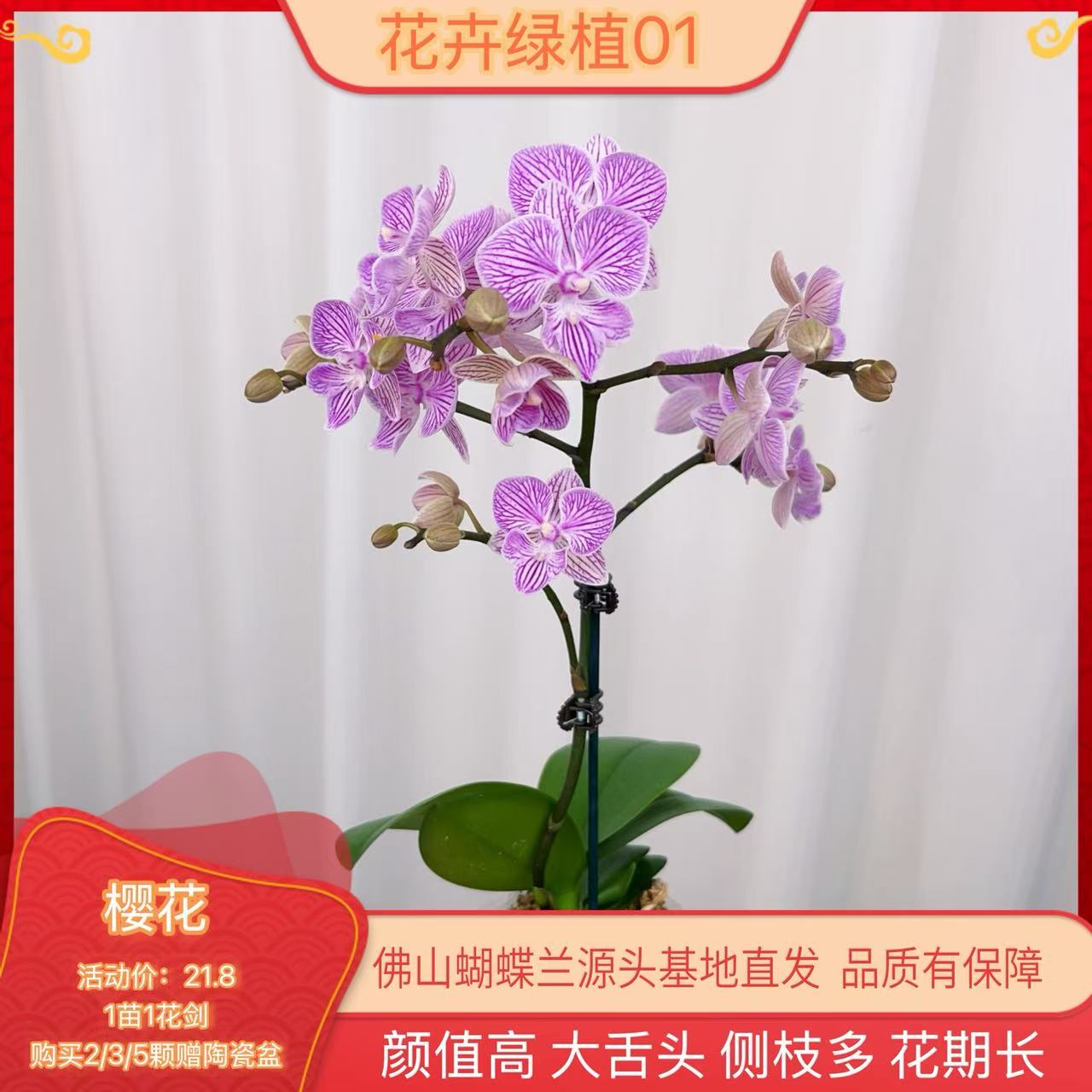 【樱花01】高端精品蝴蝶兰室内盆栽