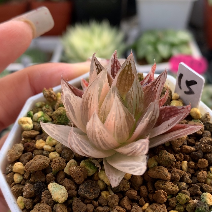 红水晶玉露锦带盆土发货