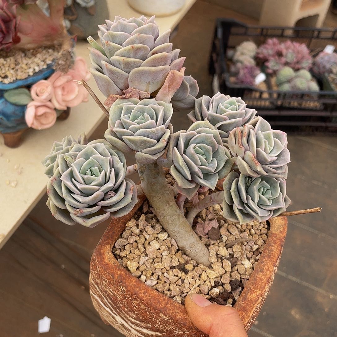 可爱玫瑰多肉多肉