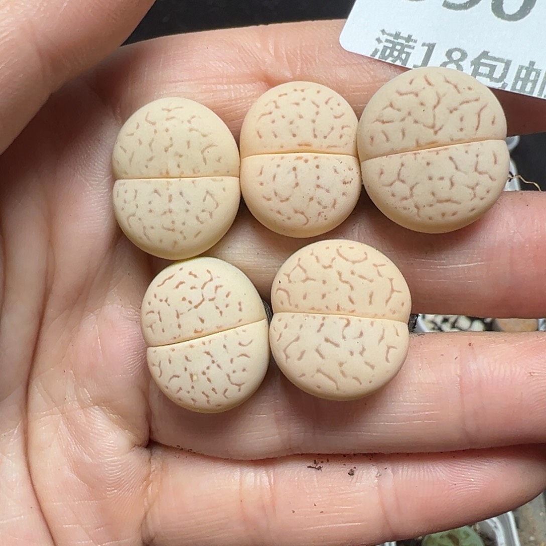 【闪购商品】590……
