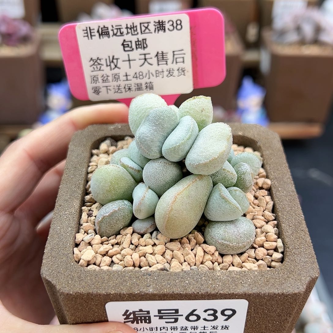 639硬叶白蛋多肉