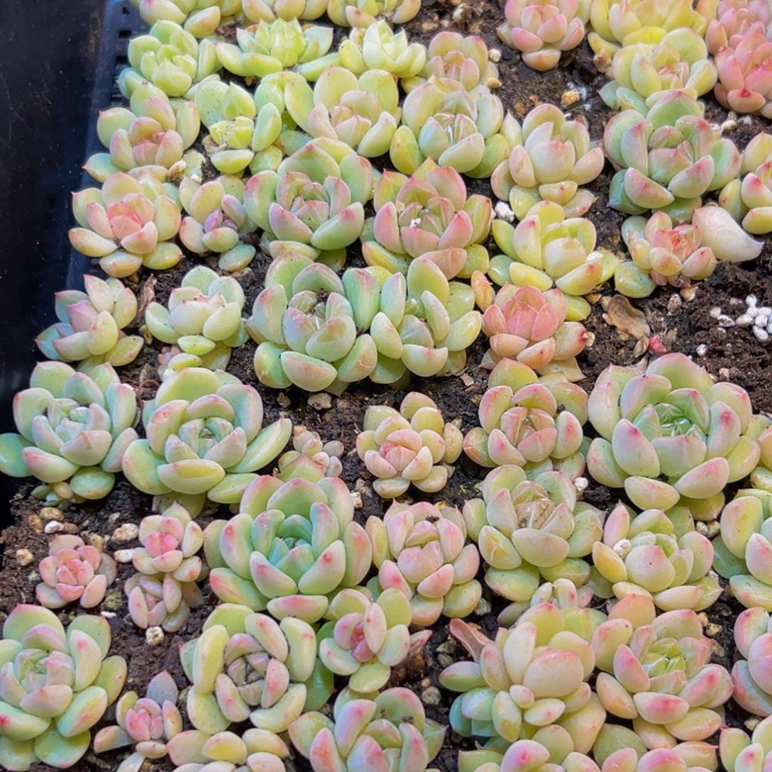 227多肉葡萄的价格是多少啊