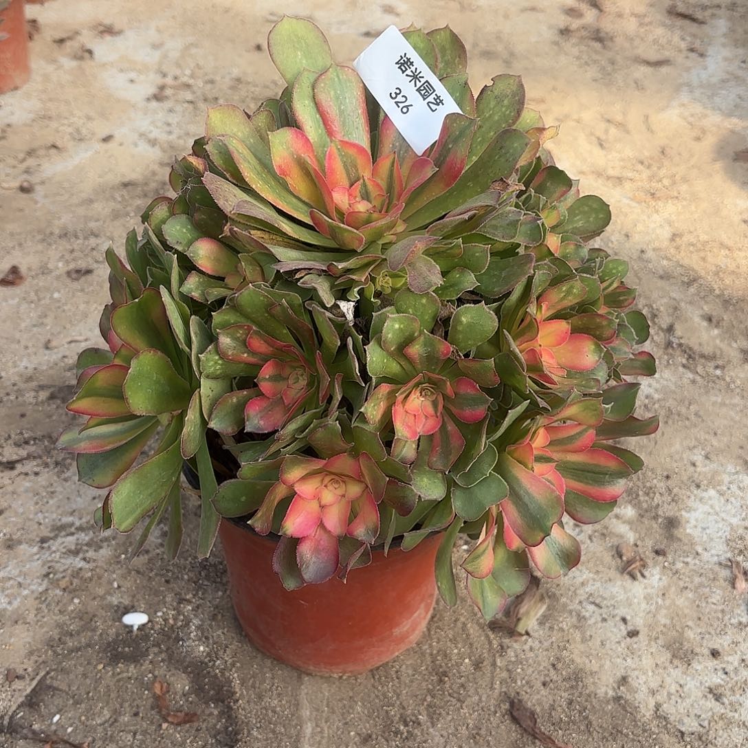 香妃多肉植物手捧326
