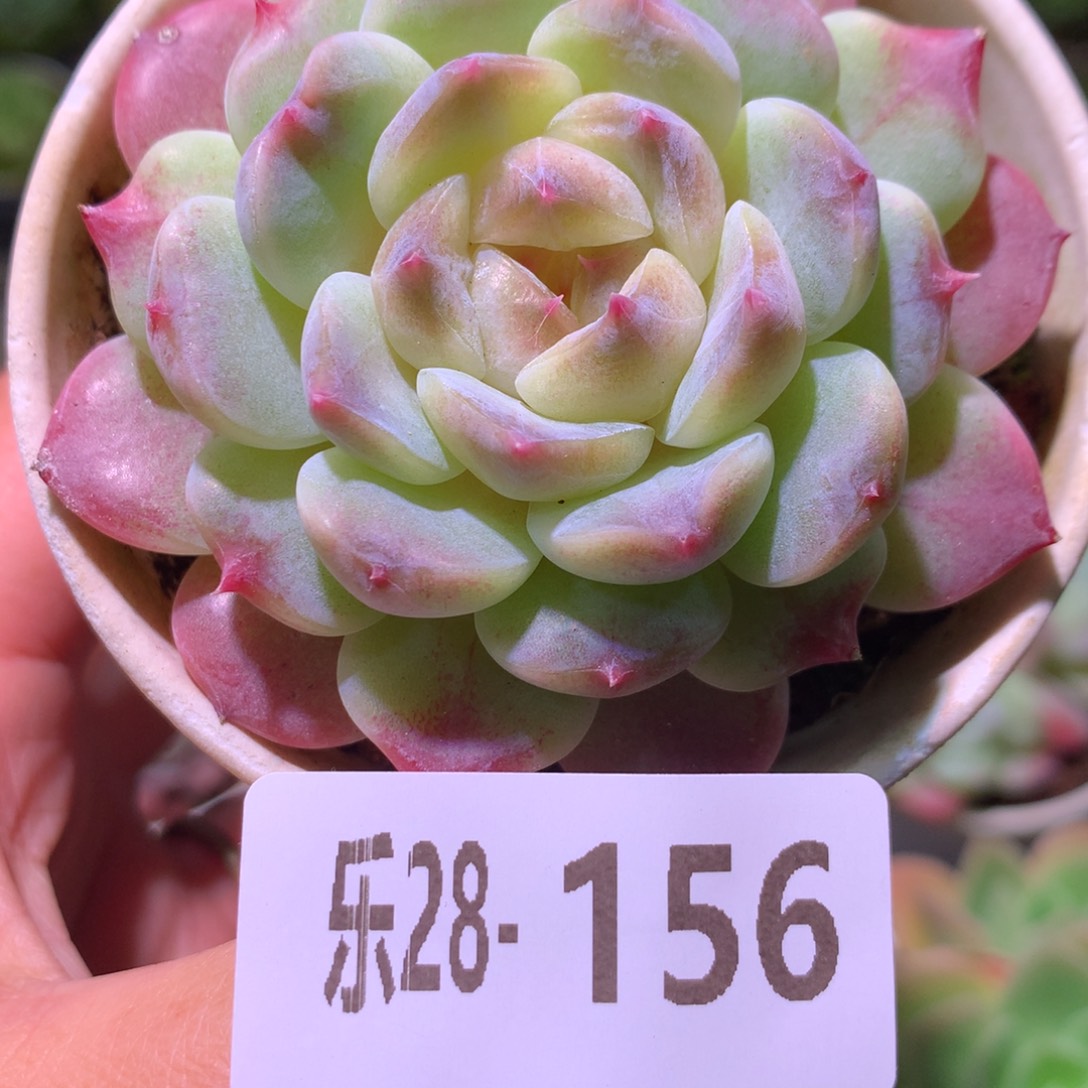 乐然28-156 秘境冰魄 