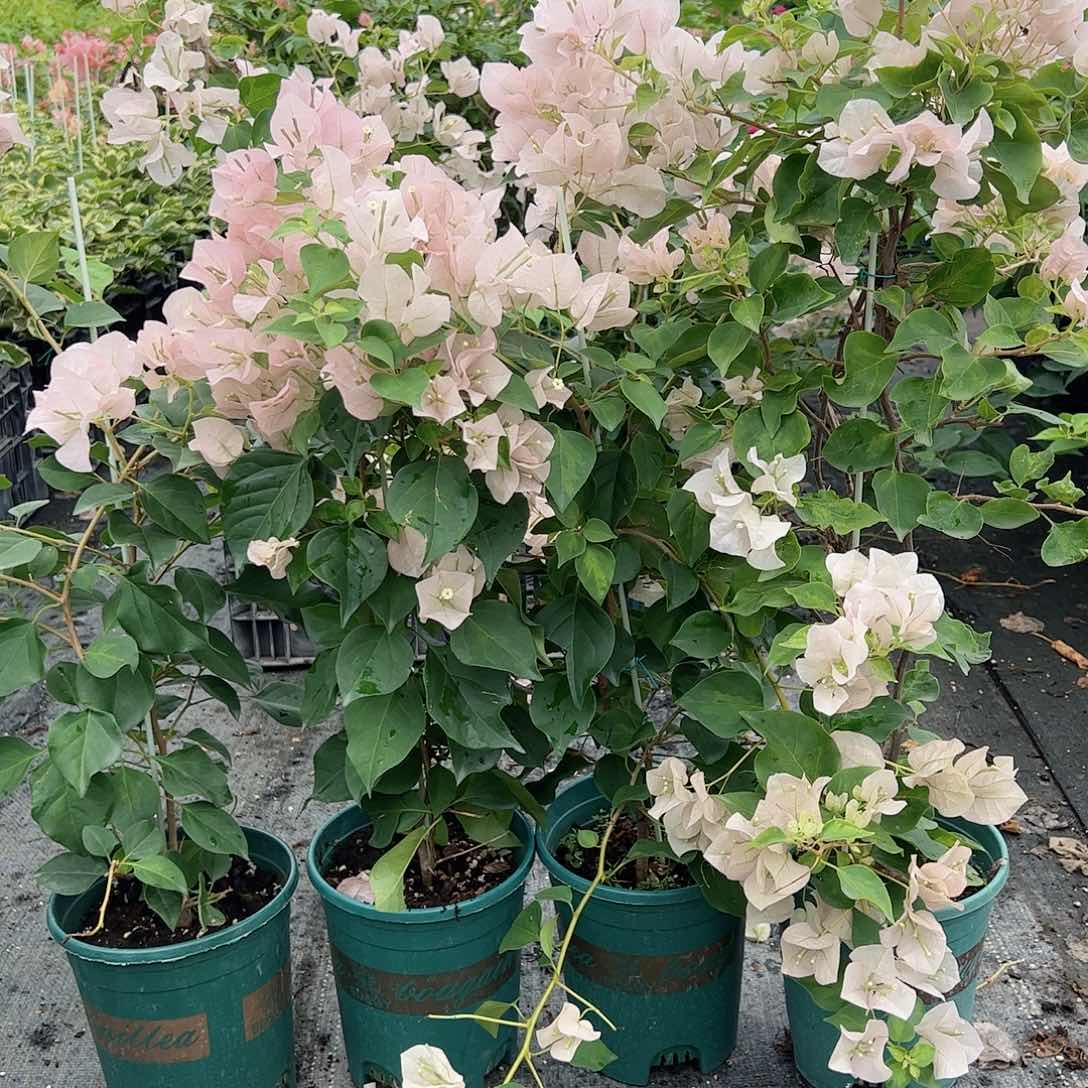 大部分开放少量花苞暗斑丽人一棵