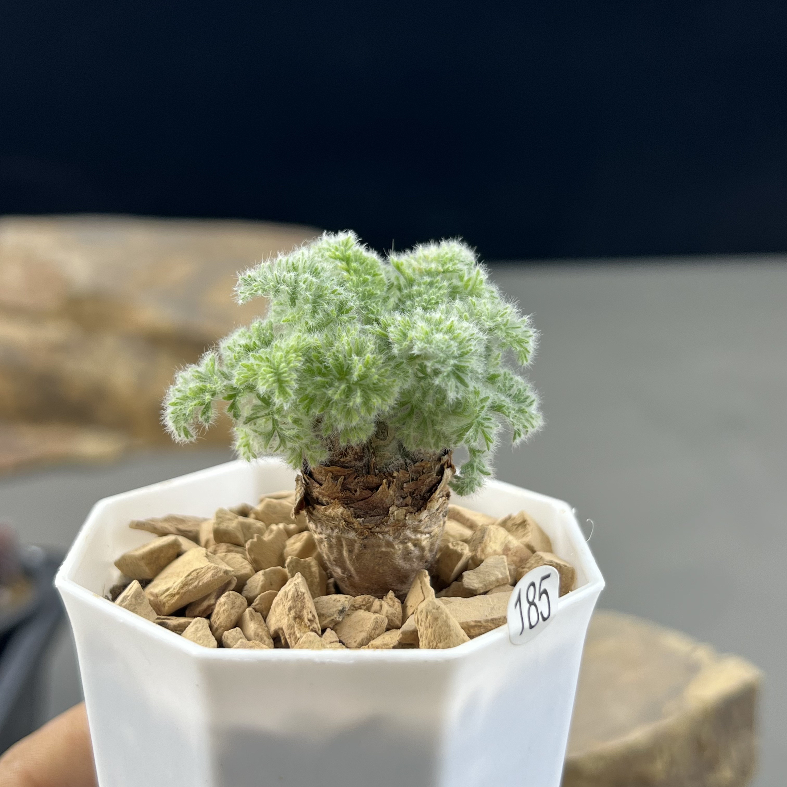 羽叶洋葵一物一拍185