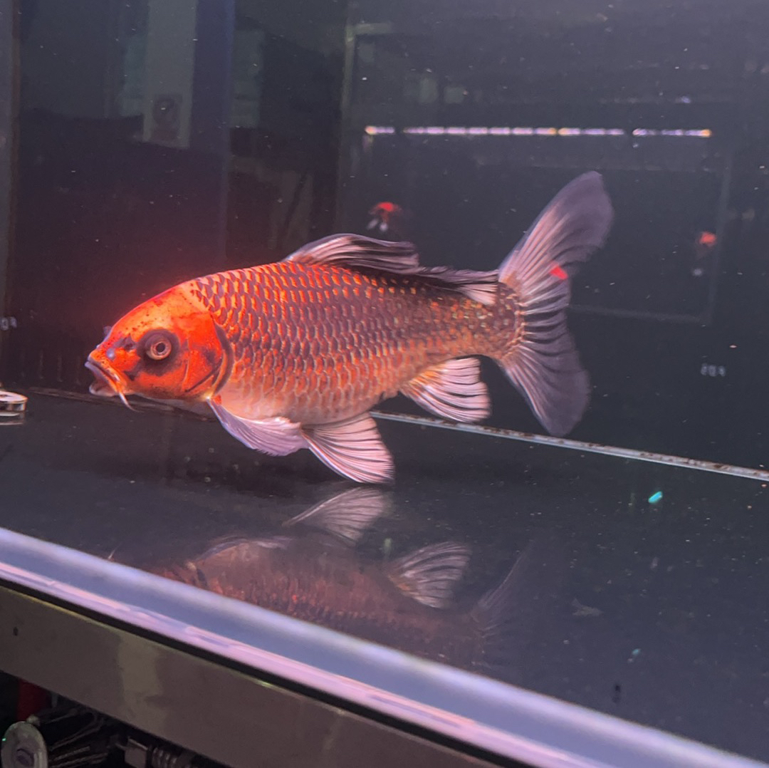 精品红猫银猫 蝴蝶鲤观赏鱼不分公母（配增艳灯观赏）