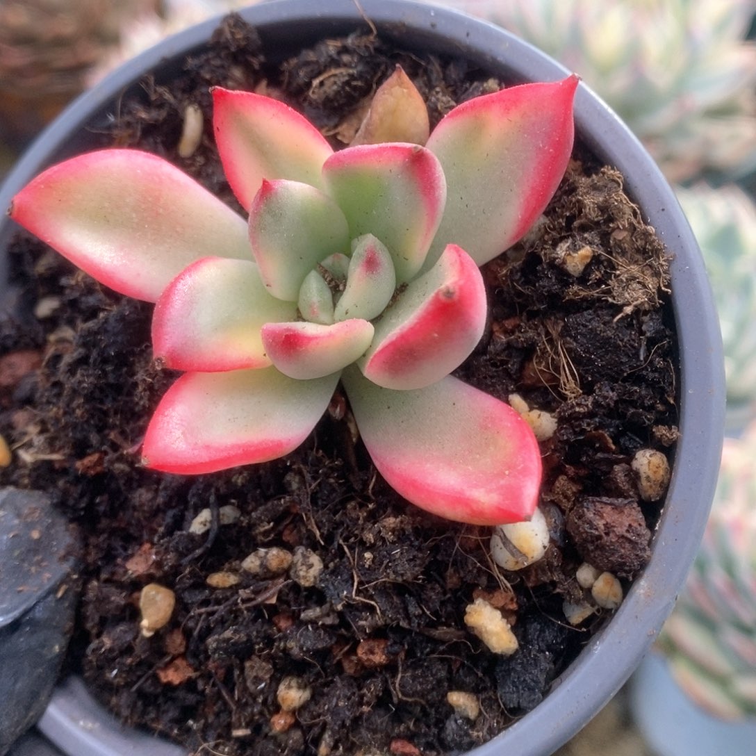 175金牛座锦锦锦锦锦