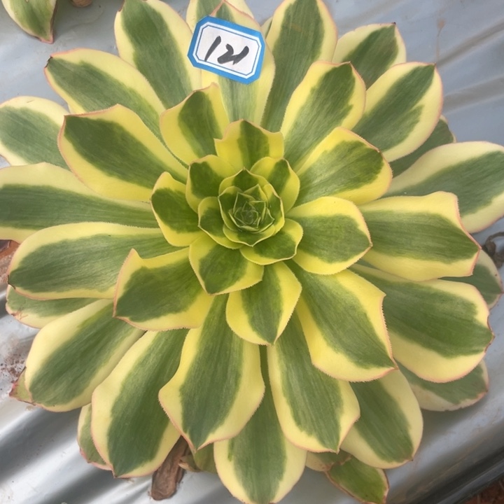 121绿珀法师锦锦锦锦