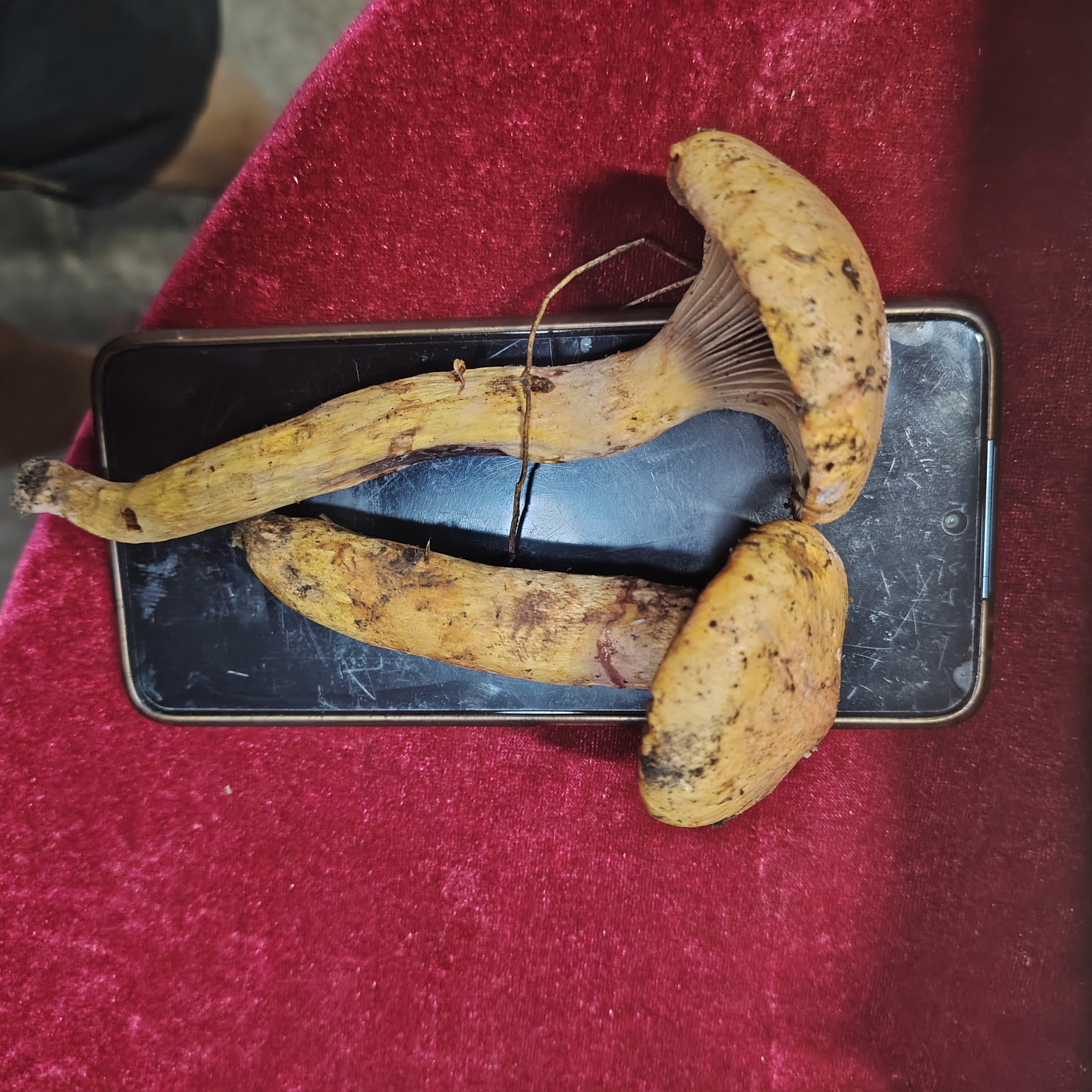 东北长白山脉松伞蘑肉蘑（）