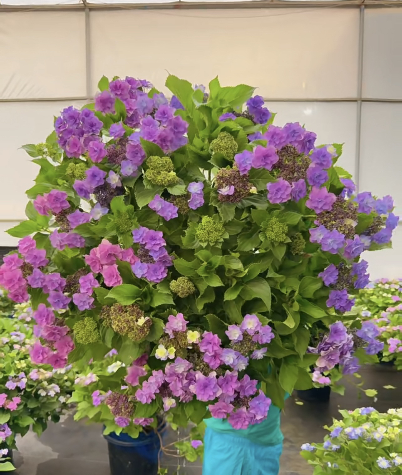 【你我的回忆】稀有绣球品种，皮实好养，纯露天苗发货