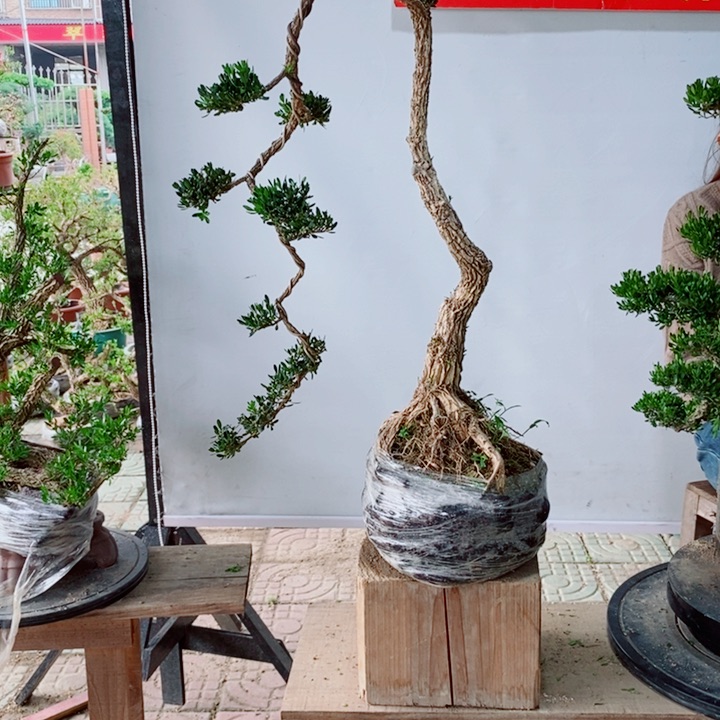 无花朵用****2广东黄杨