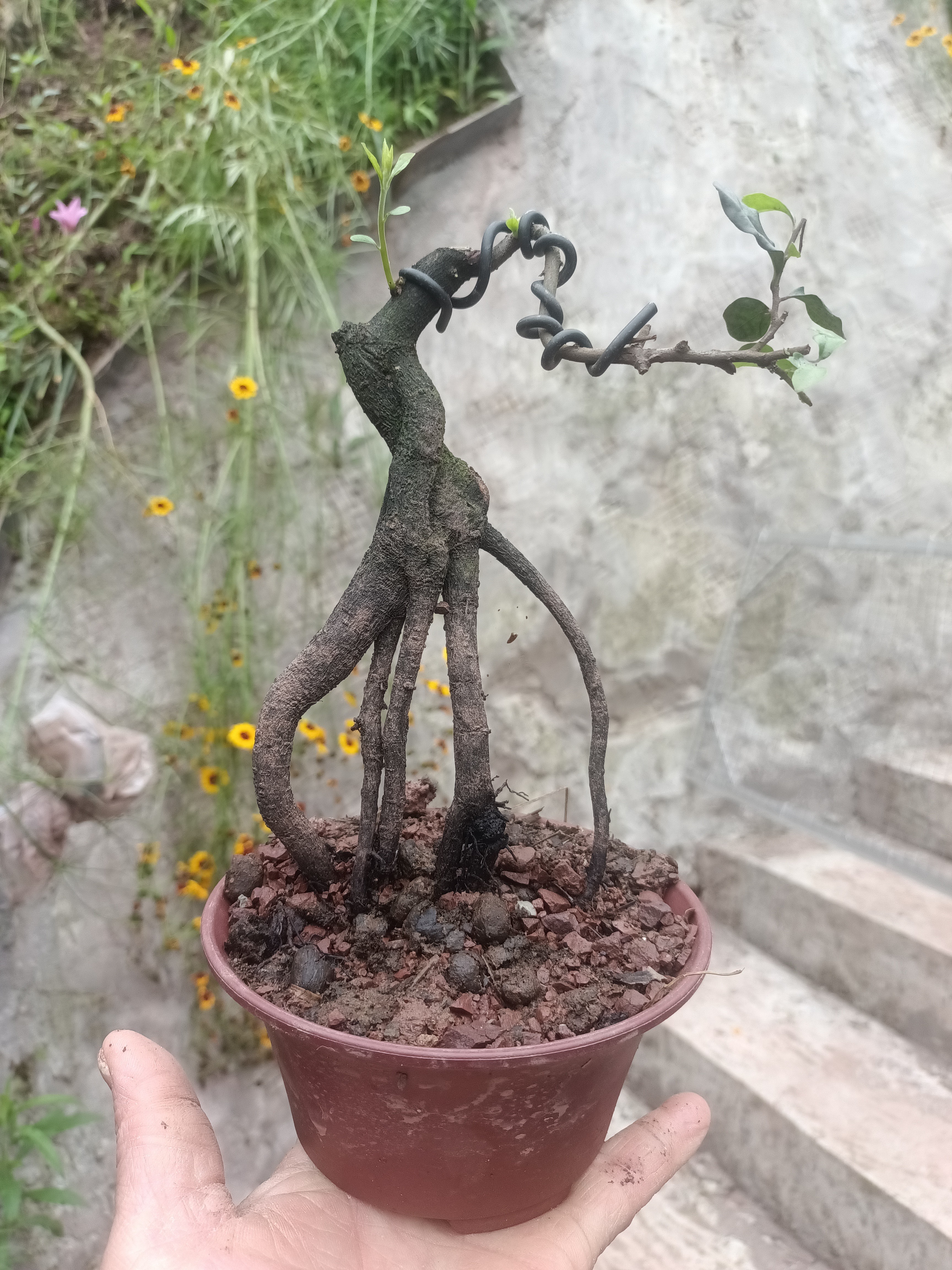 原生灌木金弹子一物一拍以直播间拍品为准白蜡树盆景老桩金弹子树