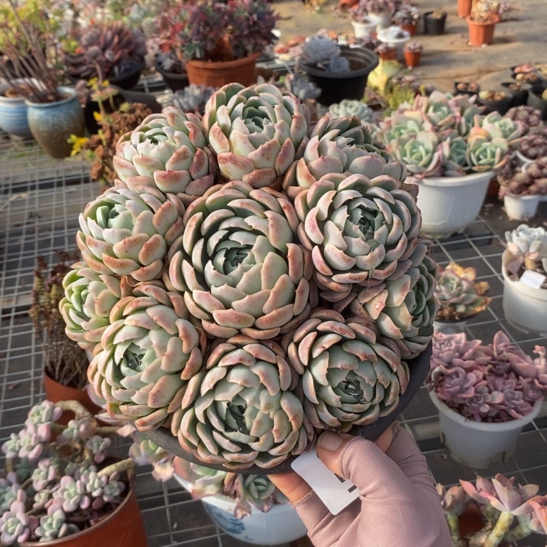 6021贝瑞手捧一物一拍