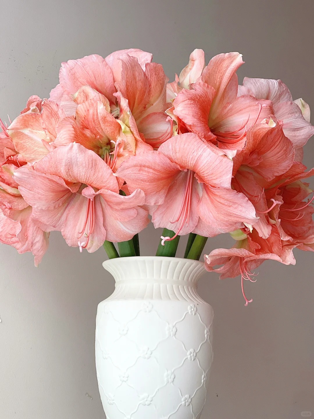 蕾娜朱顶红鲜切花---有问题第一时间联系客服