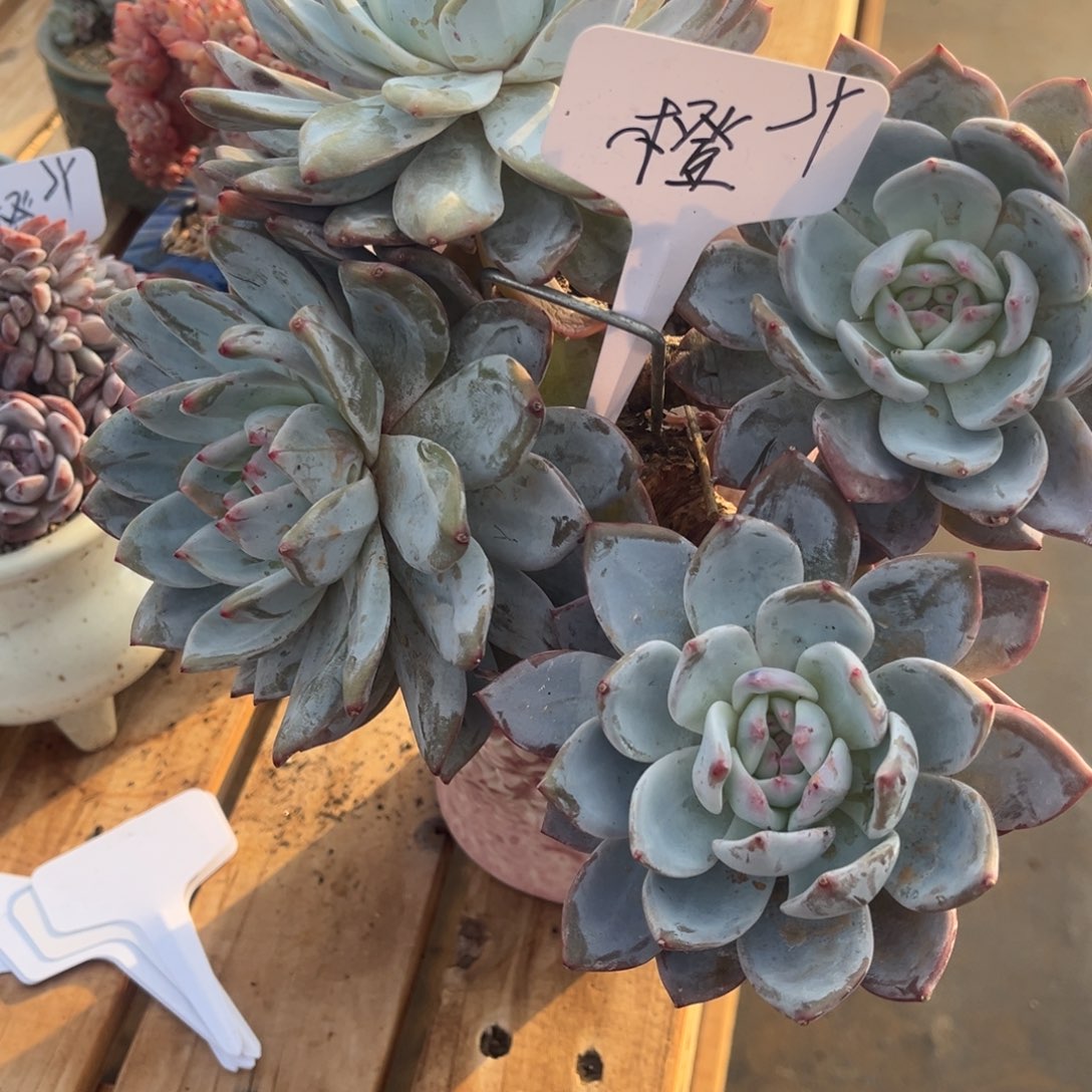 *****大橙子带盆一物一拍