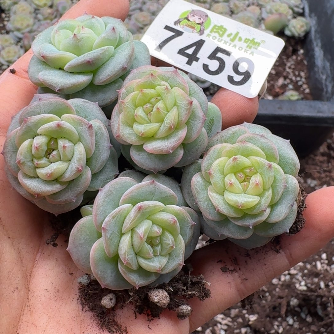 多肉植物多肉植物