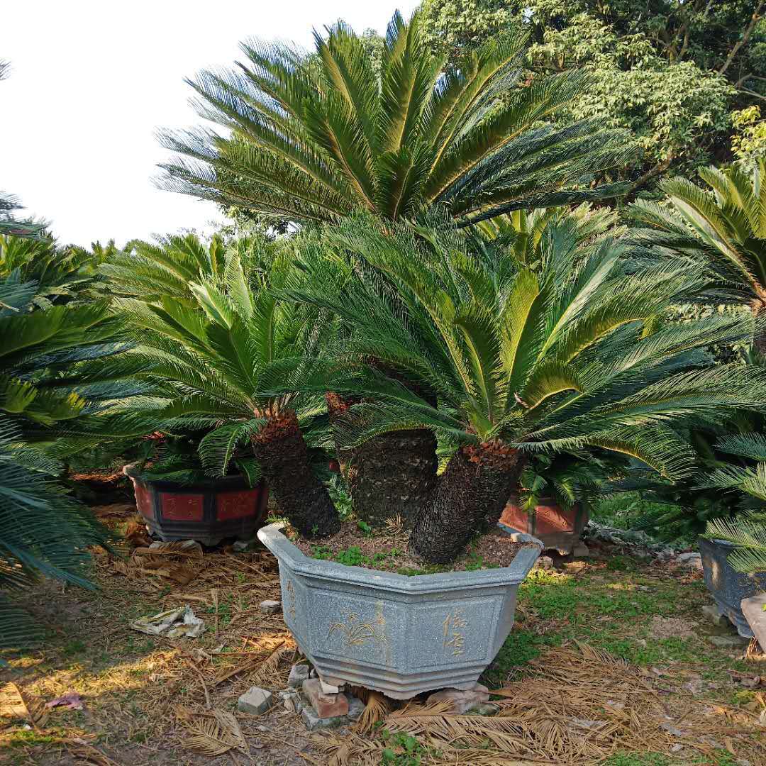 铁树多头盆栽龙铁树室内外大型旺宅绿植盆景四季好养耐寒苗木