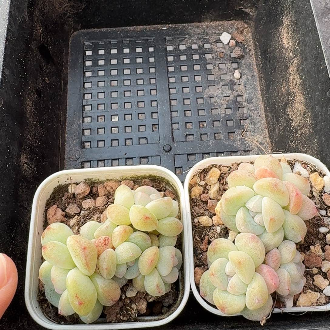 23 号到手1框，江北多肉