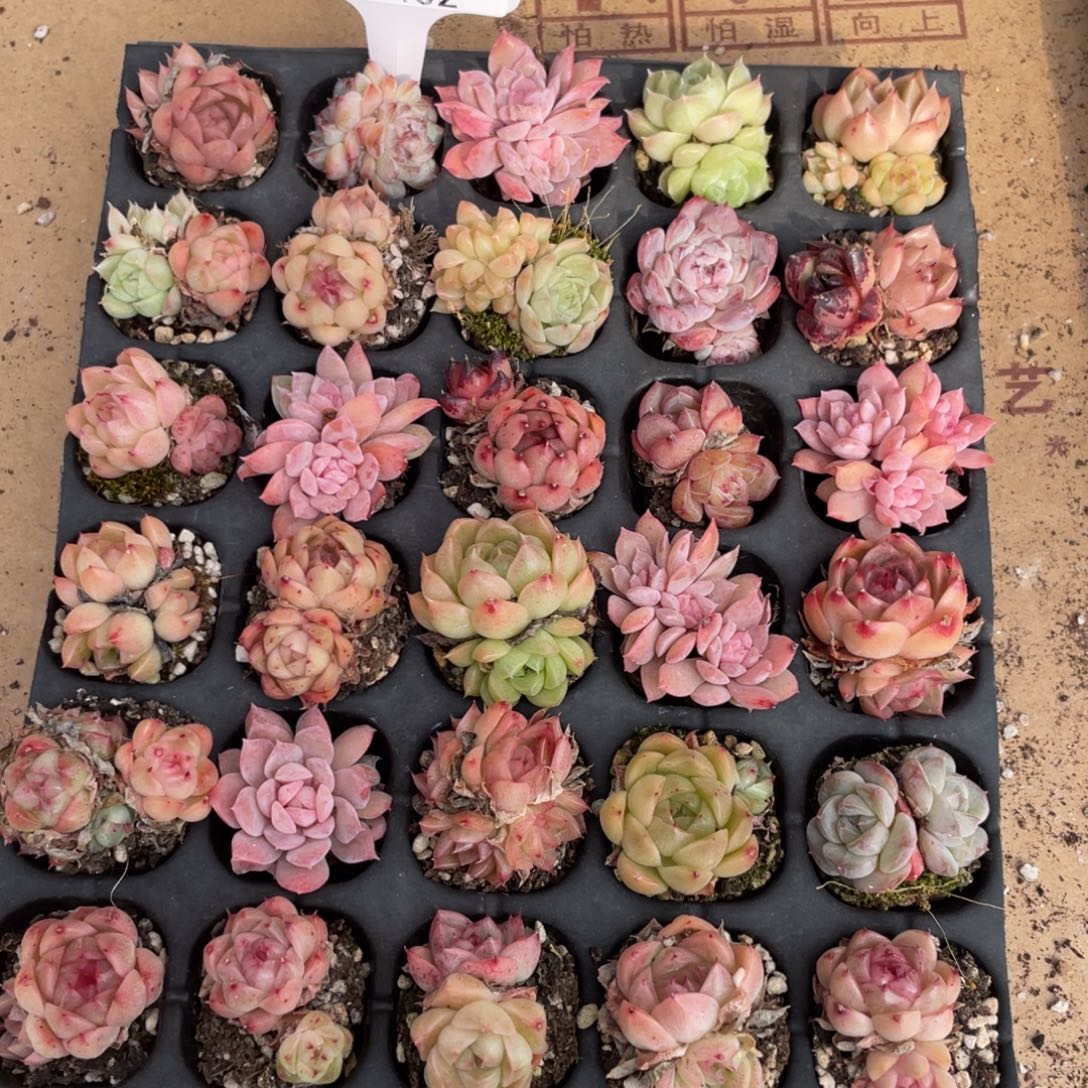 不包整散 盆子不售后2402