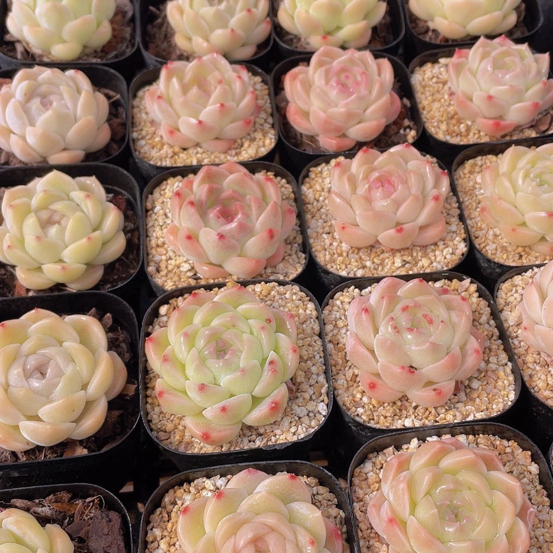 量拍104号 白桃汽水单头一个