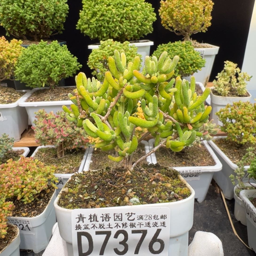 d7376钻石锦枝干福利