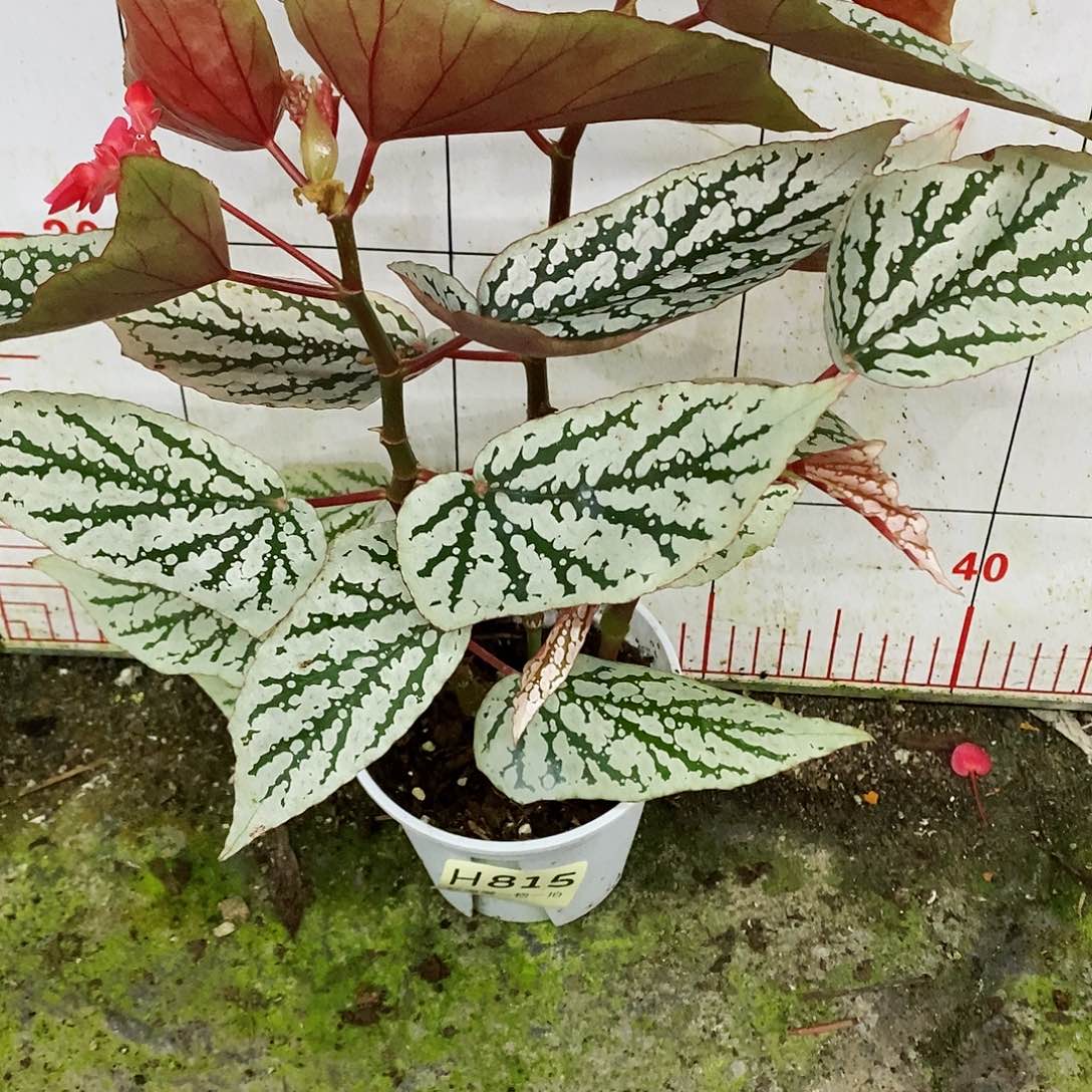 不开花植物章****?秋海棠815