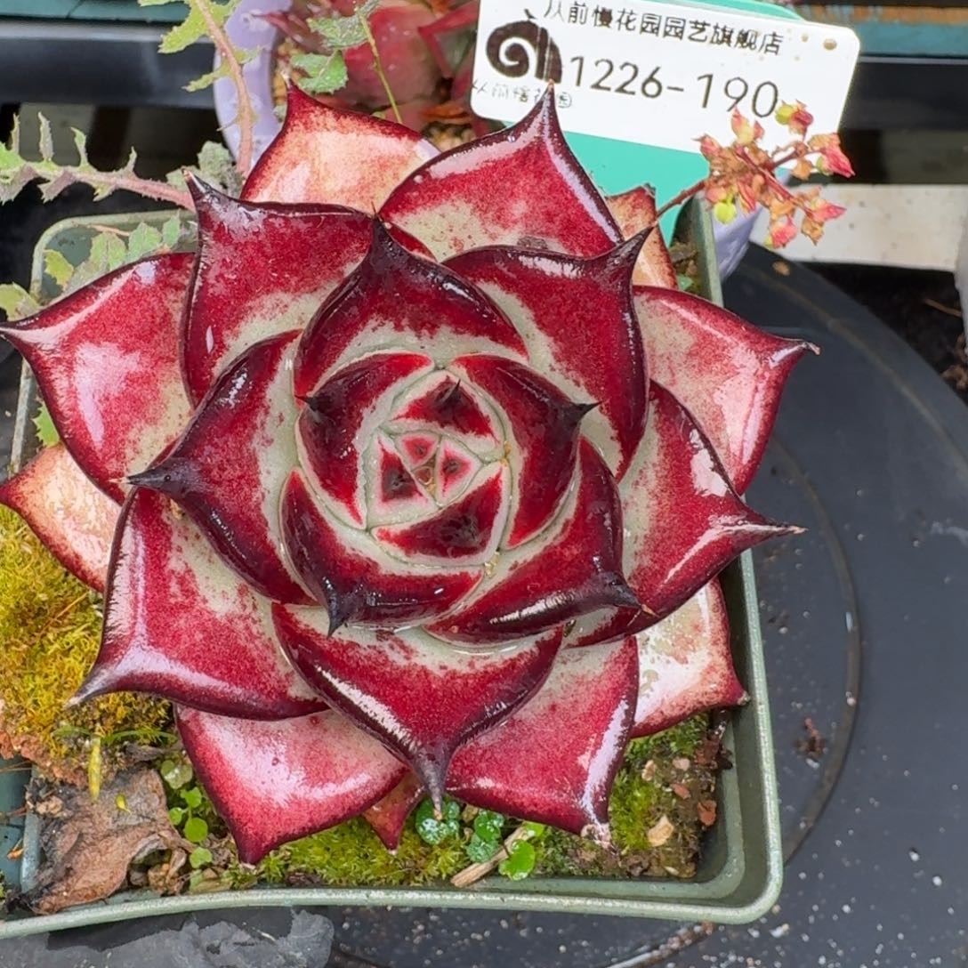 从前慢多肉精选编号1226.190