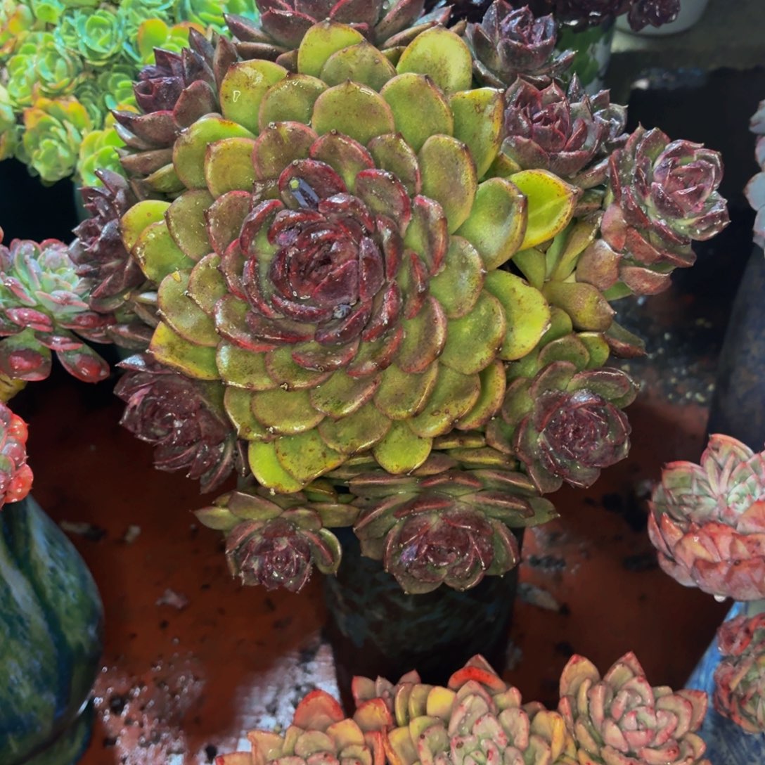 光***狂老桩精品肉肉紫水晶